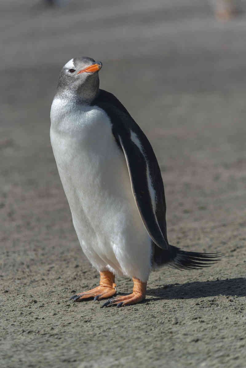 Pingüino Papua o Gentoo - islas Falkland o Malvinas 02.jpg